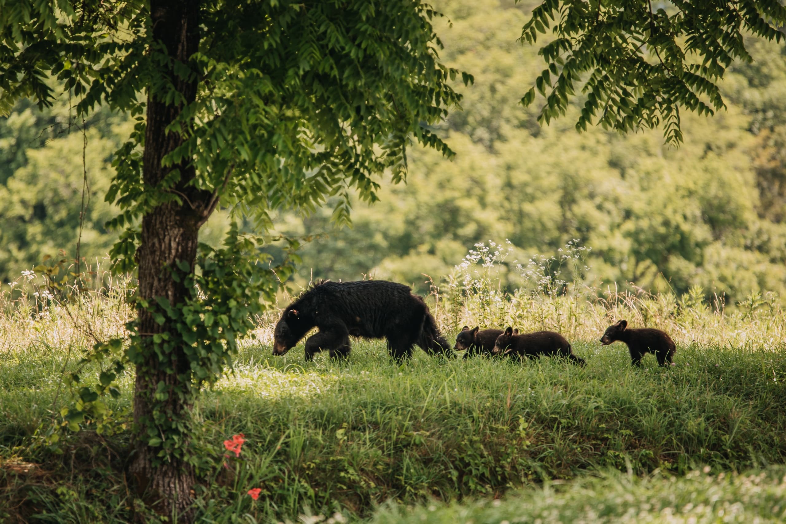 Banff Highlights & Wildlife with Radventures