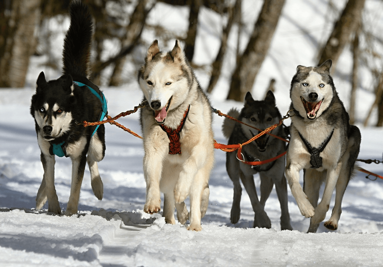 Close-up husky sled team running on snowy trail during race