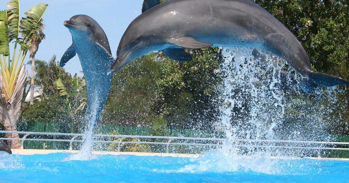 Dolphins mid-air jump over pool with tropical foliage backdrop
