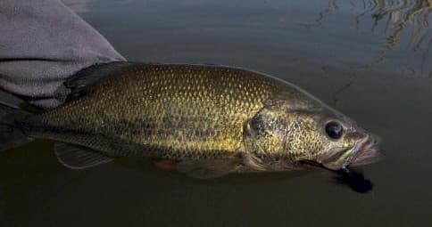 Fly Fishing for Smallmouth Bass at Worley Bugger Fly Co.
