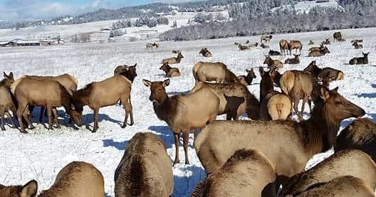Idaho Sleigh Rides team