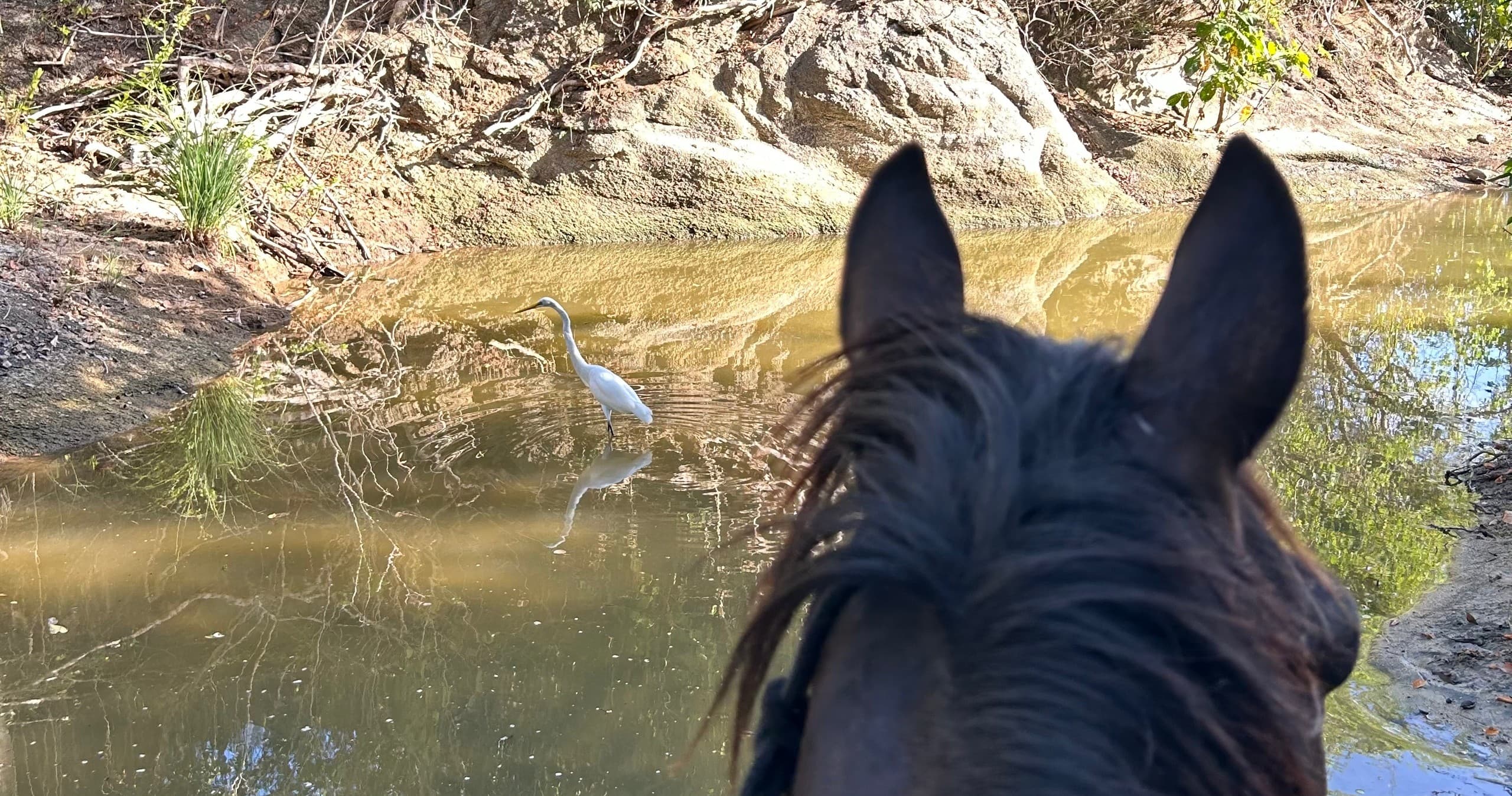 Trail ride view over horse head toward creek pond with heron