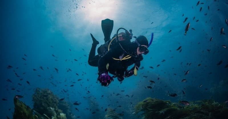 Explore Catalina's Kelp Forests with Deluxe Gear Rentals at Catalina Divers Supply, Avalon
