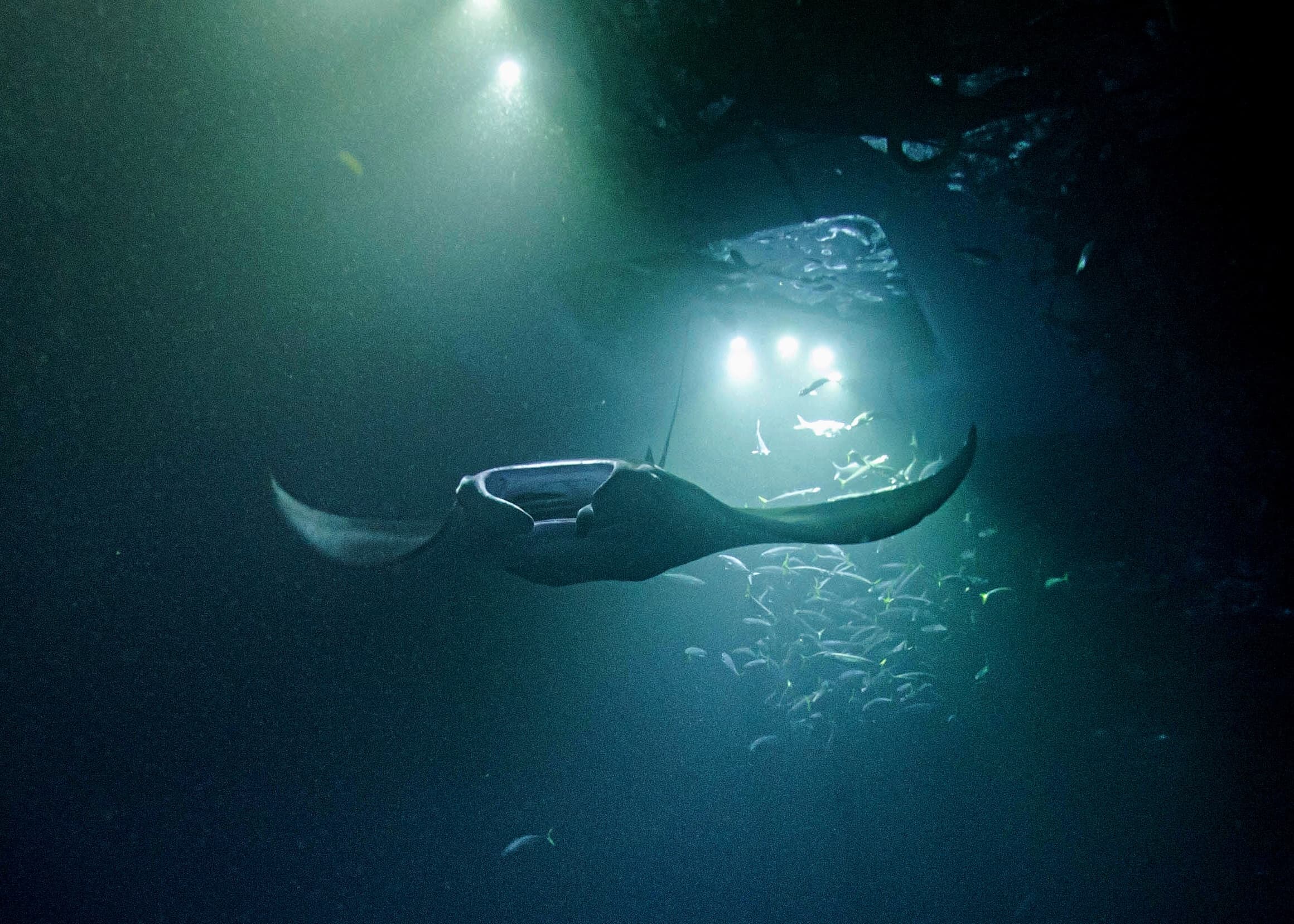 Night manta ray feeding under dive lights during a deep dive