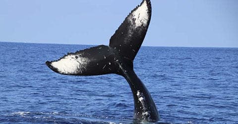 Whale Watching Tour in Kaiminani, Hawaii