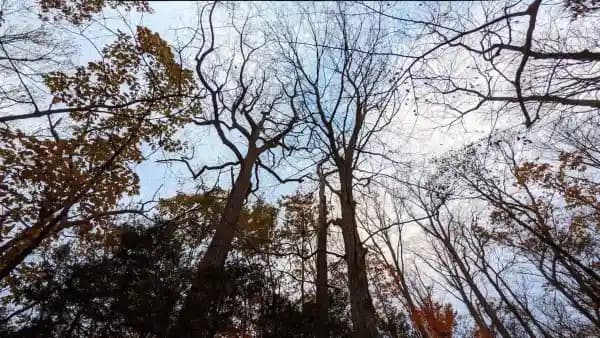 Fall Tree Walk at Bowman's Hill: Identifying Pennsylvania's Native Trees