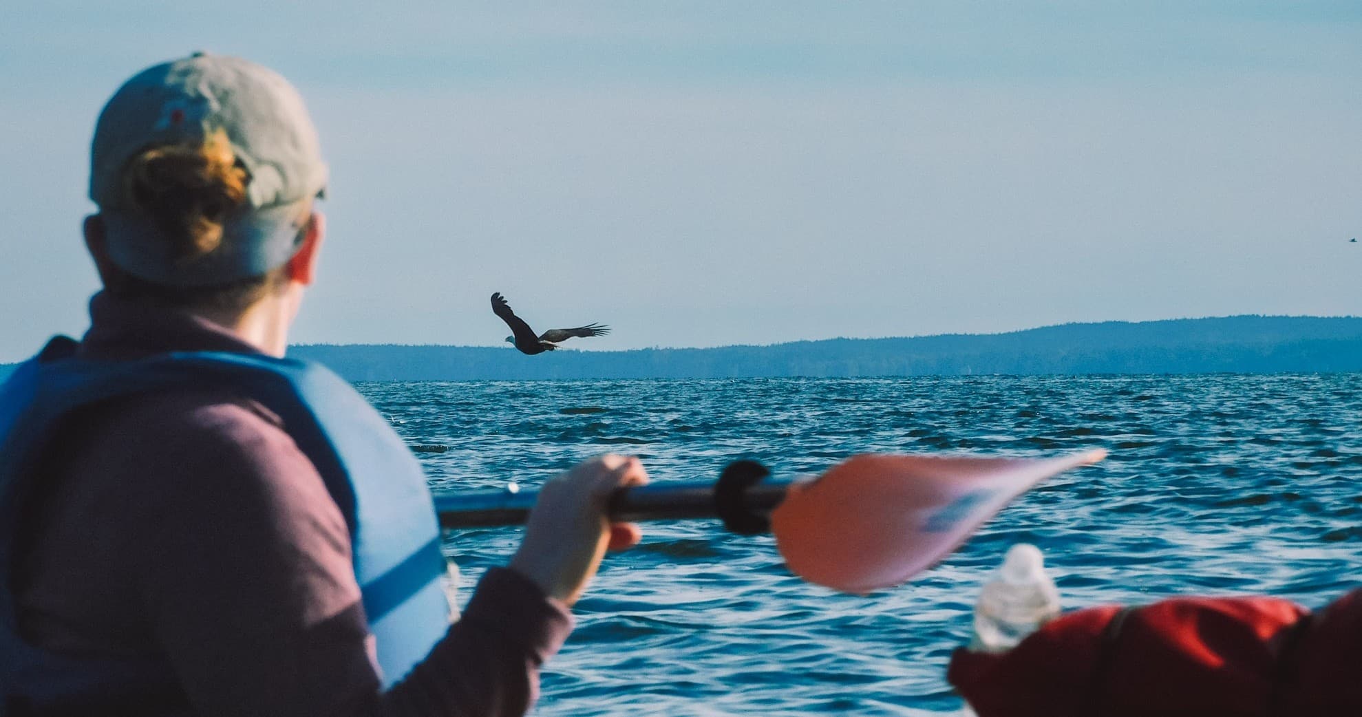 Solo paddler kayaking on coastal waters watching seabird fly