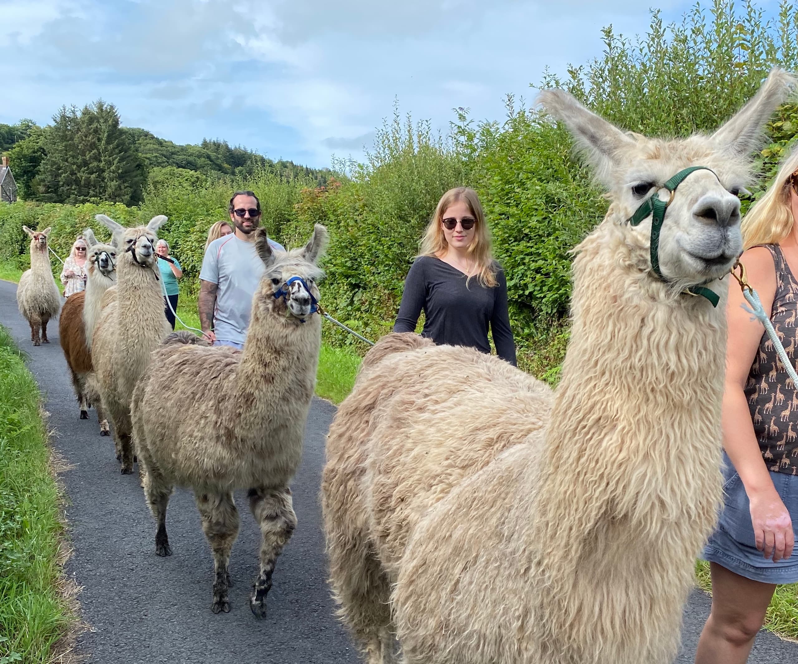 Llama Trekking Adventures with Pembrokeshire Llamas in Wales