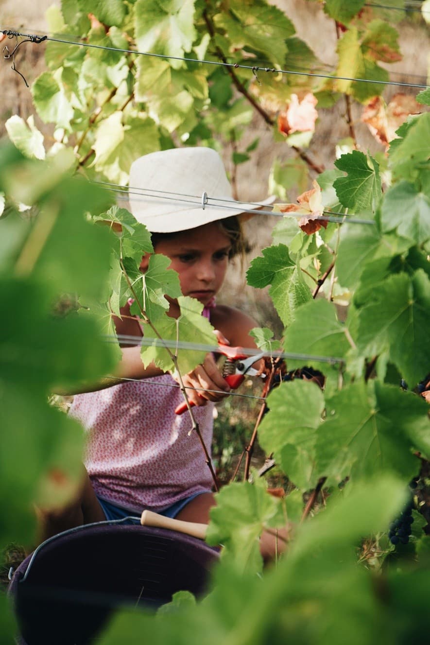 Hands-On Harvest at Quinta das Murgas: Bucelas Vindima Experience photo 2