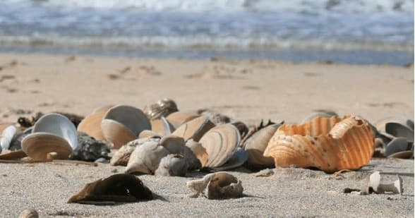 Shelling Adventure with Bonita Boat Tours in Bonita Springs