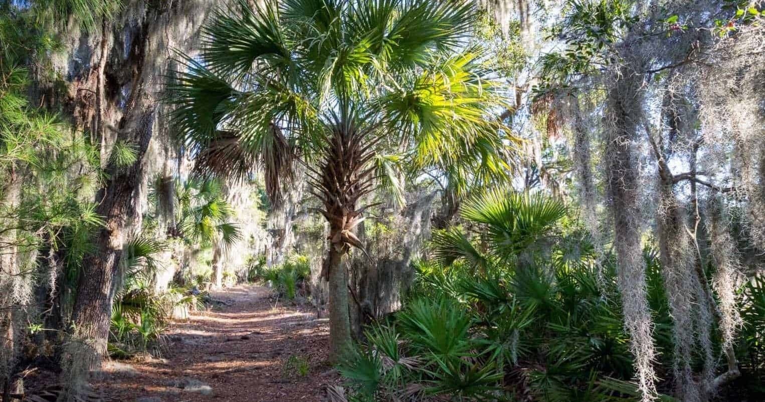 Exploring Skidaway Island: Guided Nature Walk Through Maritime Forest and Salt Marsh