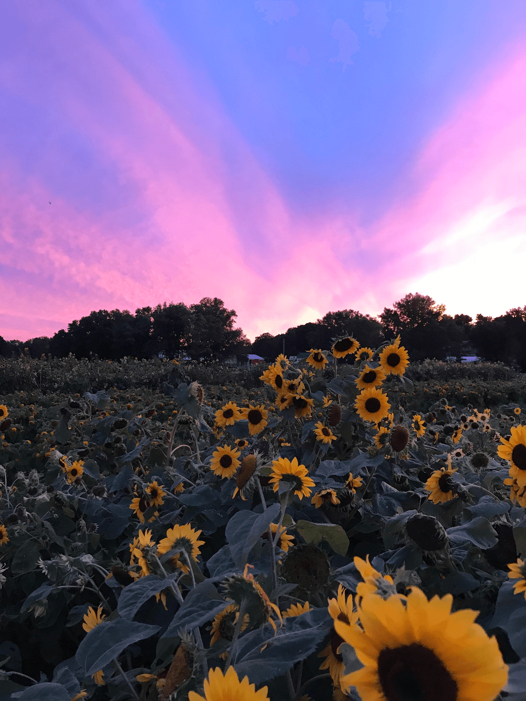 Sunflower Photography at Verrill Farm, Concord MA