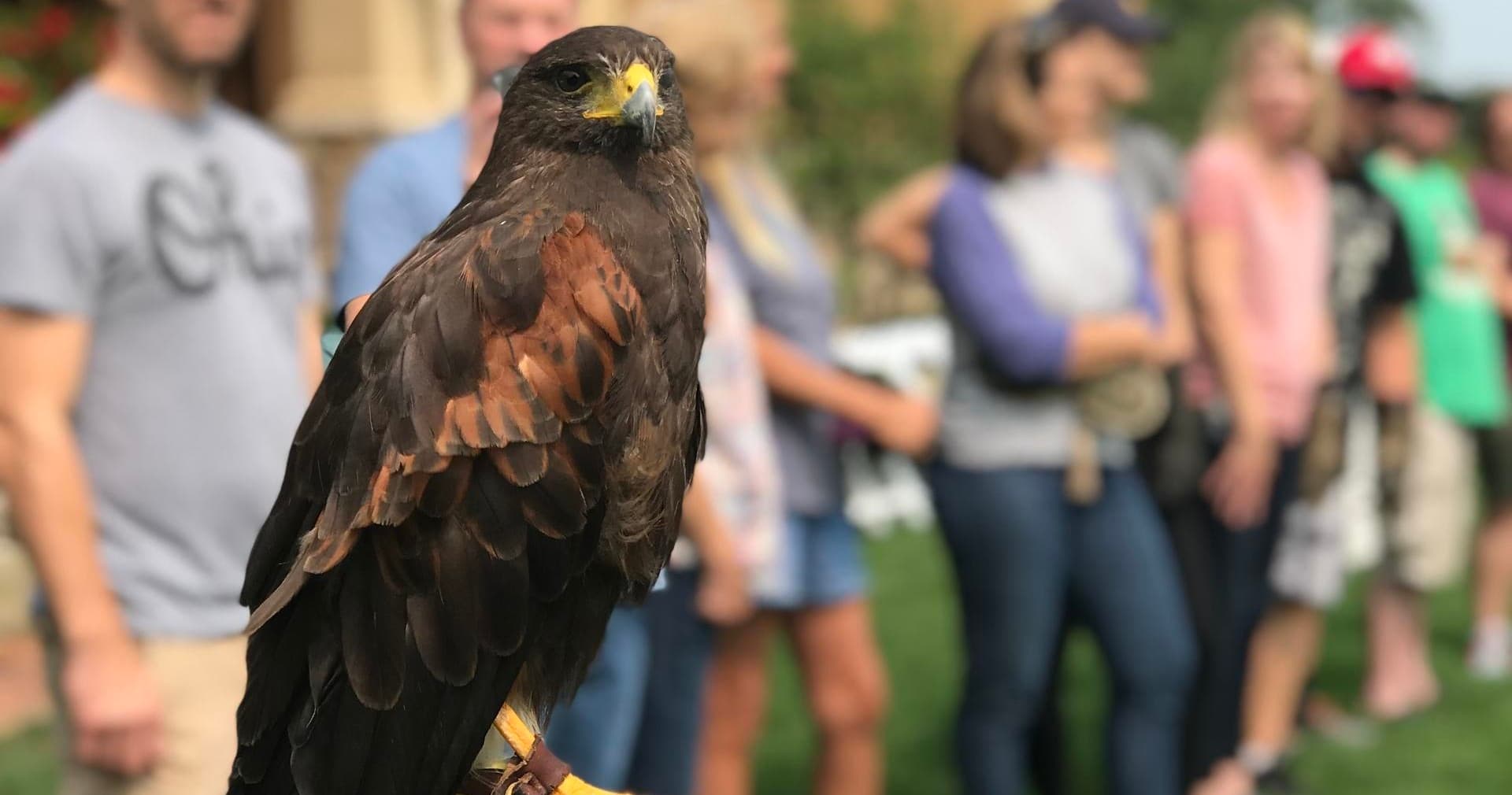 Falconry Experience at Izaak Walton League in Medina