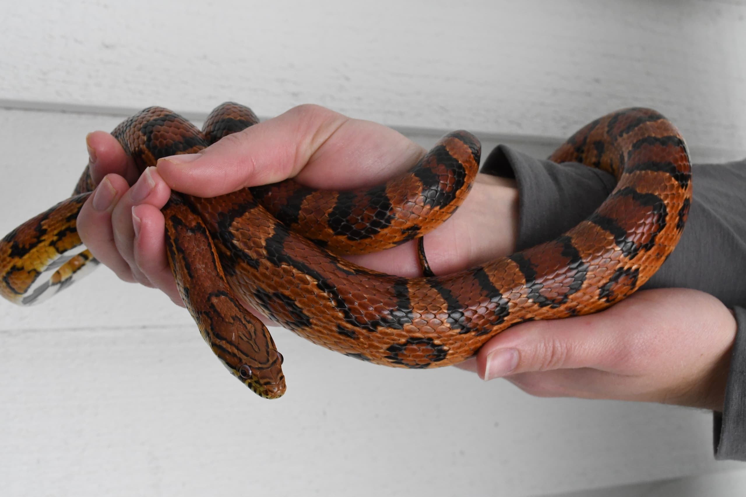 Discovering Reptiles of the Lowcountry: A Hands-On Wildlife Adventure on Hilton Head Island