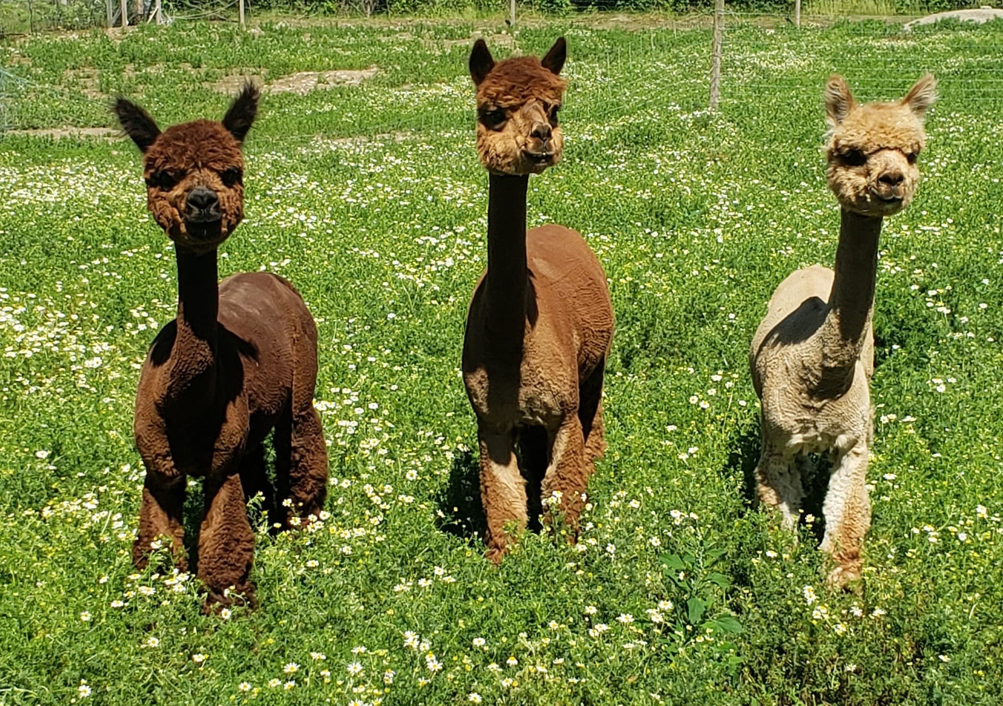 An Hour with Alpacas in Carnation, WA: Feed, Photograph, and Learn