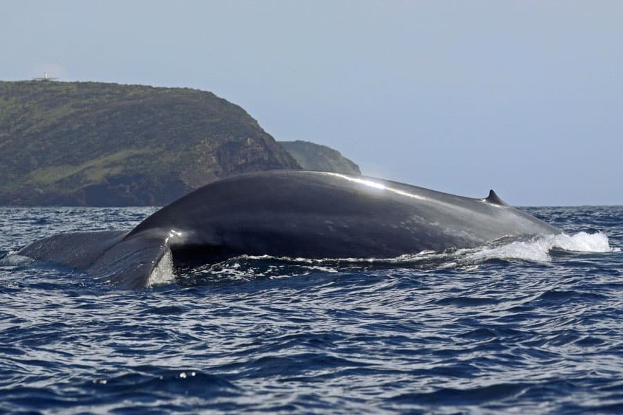 Whale Project Azores: 7-Day Cetacean Research Expedition from Horta