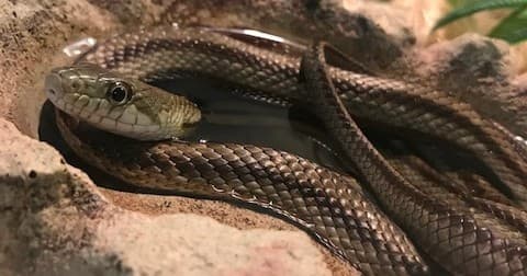 Reptile Meet & Greet at Port Royal Sound Foundation