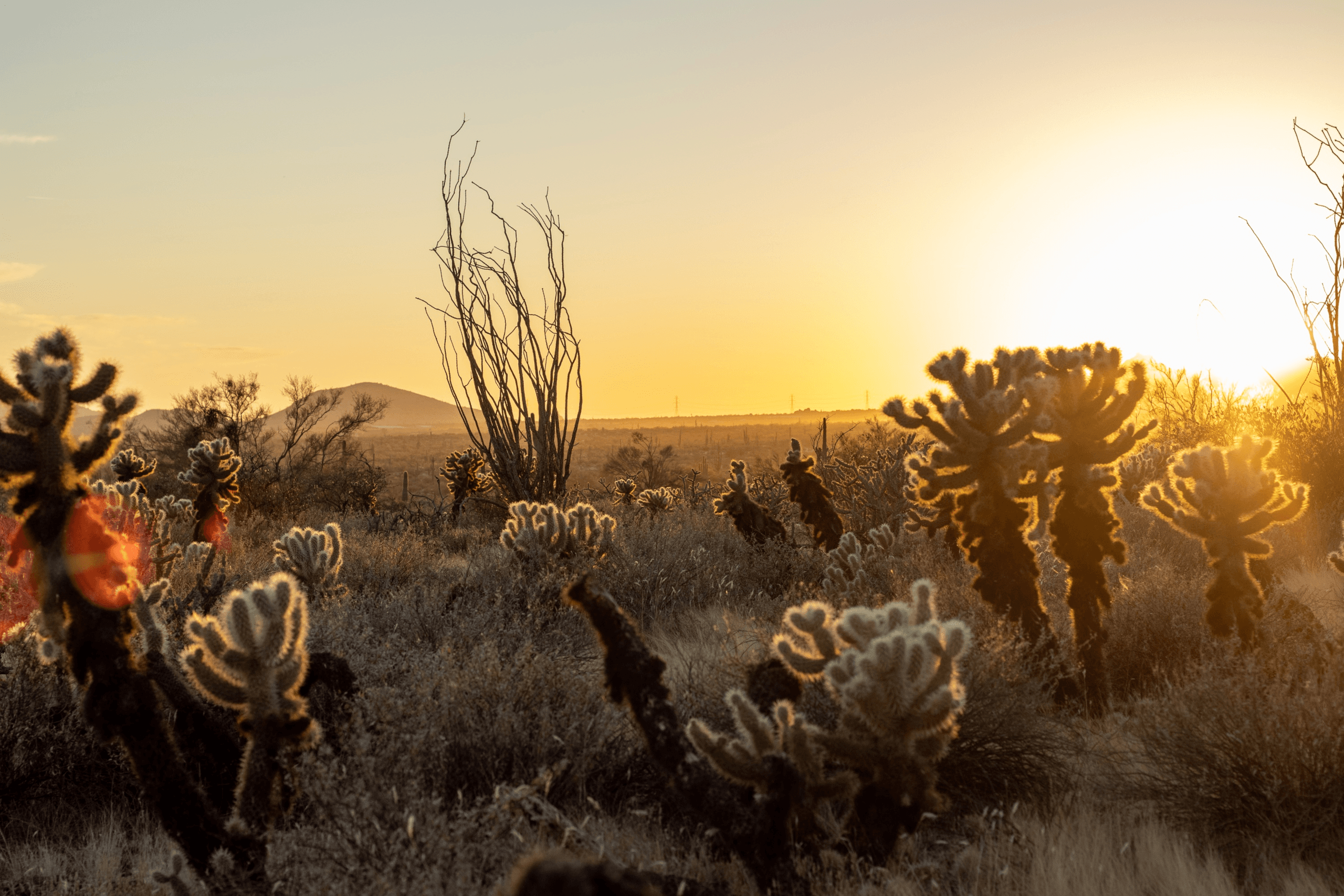 3-Hour Guide-Led Scottsdale City Tour Experience