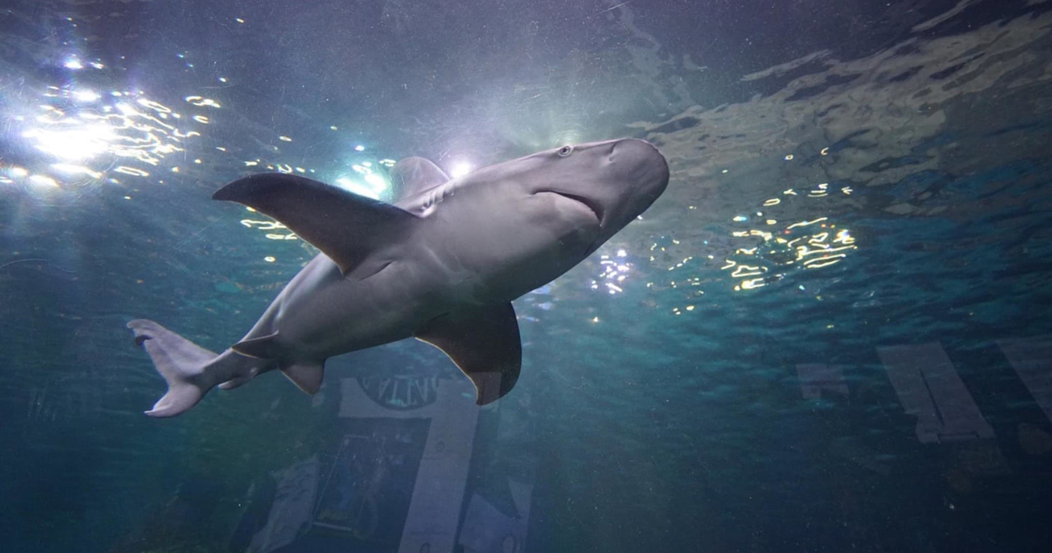 Sensational Sharks Classroom Program at Downtown Aquarium Denver photo 1