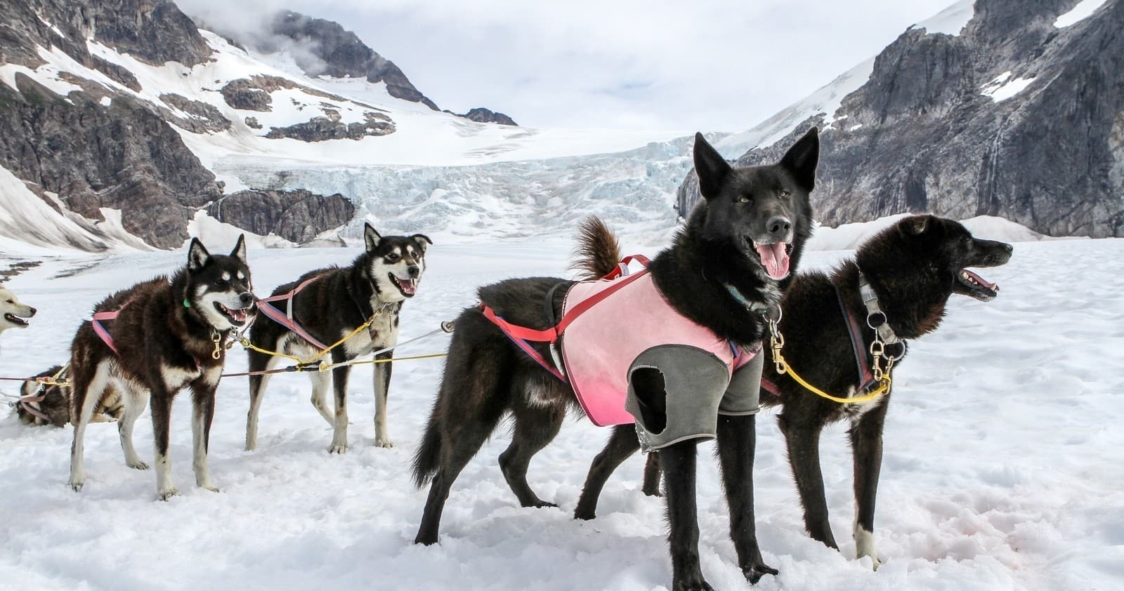 Helicopter Dog Sledding to Herbert Glacier: Juneau's Glacier Landing Adventure