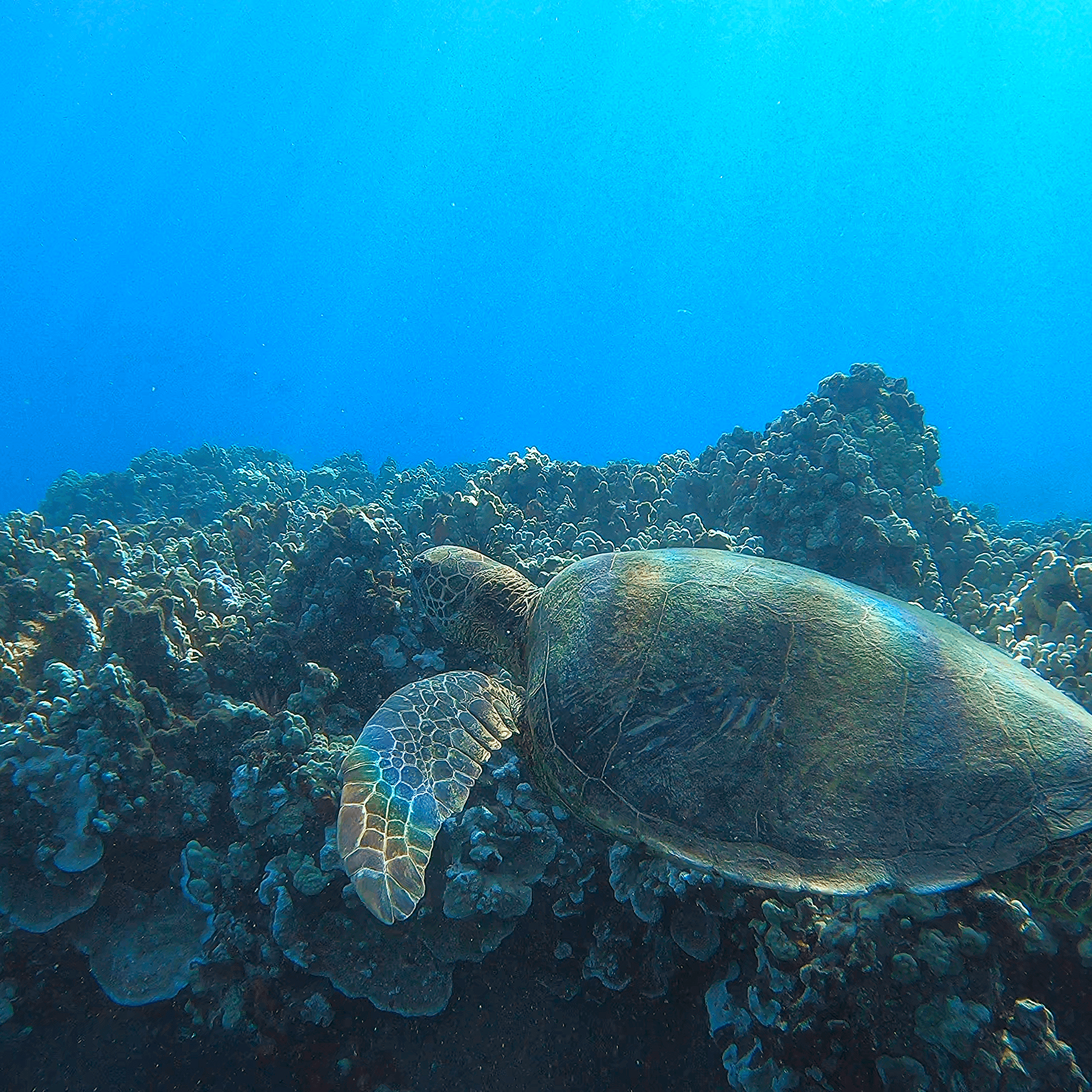 Epic Snorkel Adventure in Lahaina, Maui