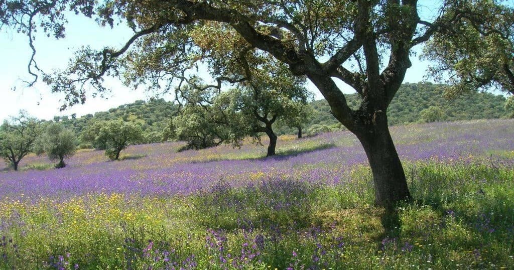 Lavender fields with oak tree near Córdoba countryside, blooming