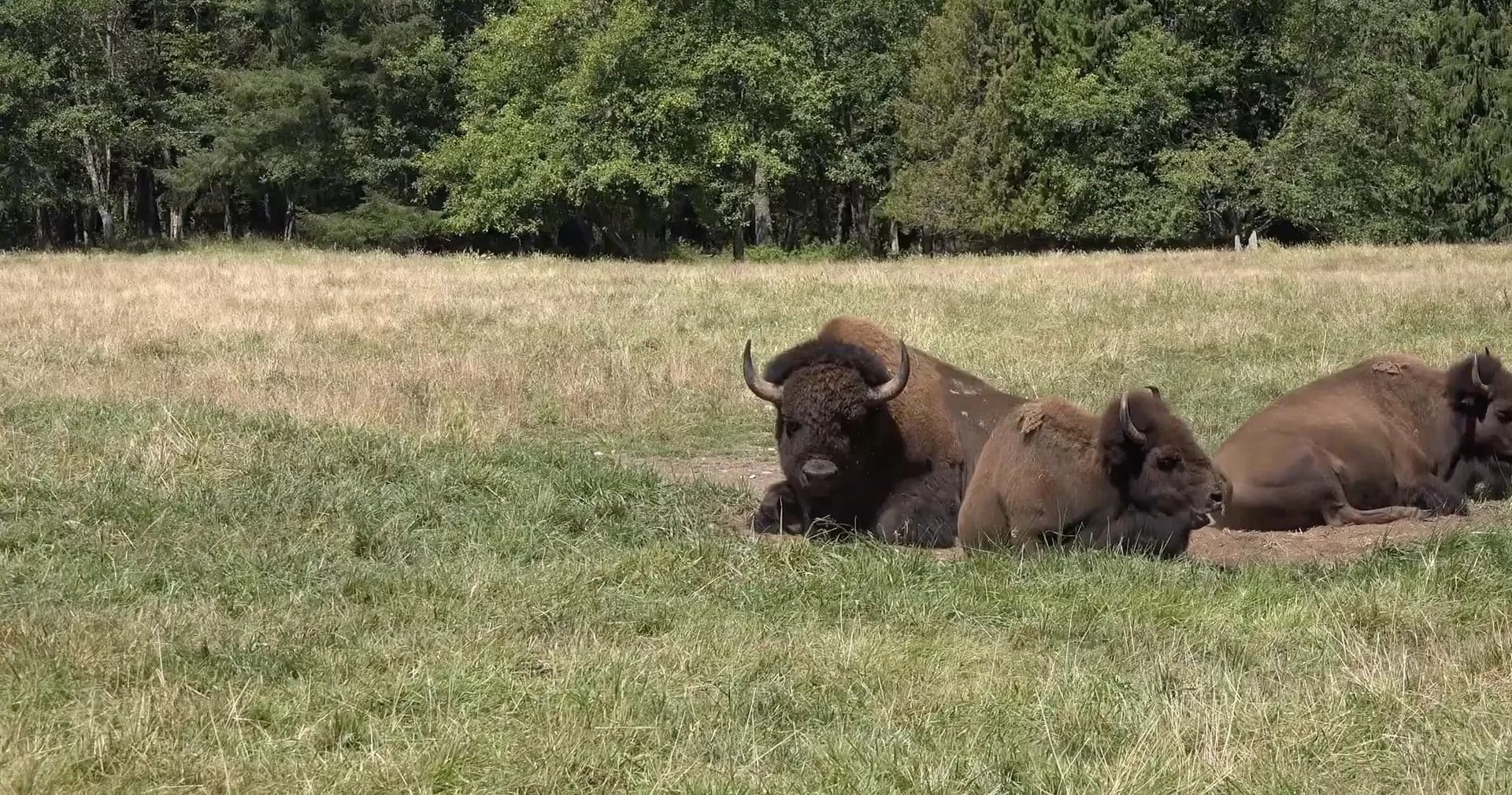 Bison resting on grassy prairie at Lake Geneva wildlife reserve