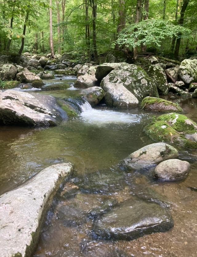 River and Pond Amble with Ducks & Chickens in Virginia