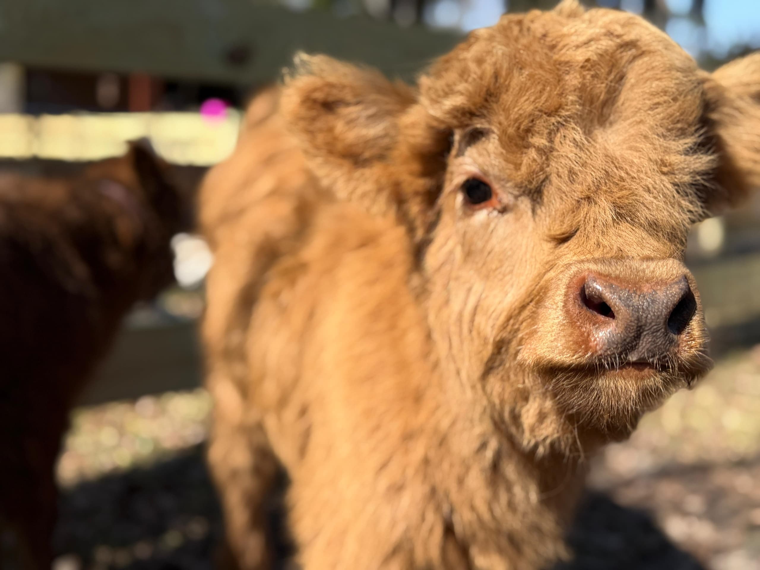 Meet Highland Cows and Camels at The Fluffy Cow: Hands-On Farm Encounters in St. Augustine photo 1