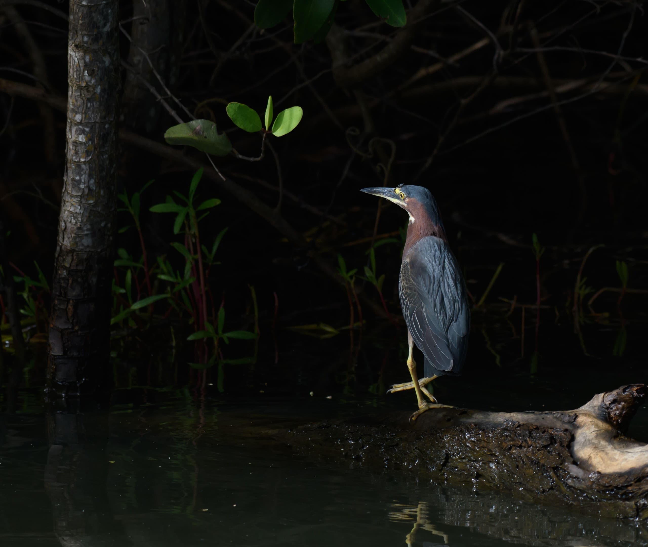 Green heron perched in mangrove shadows over coastal water