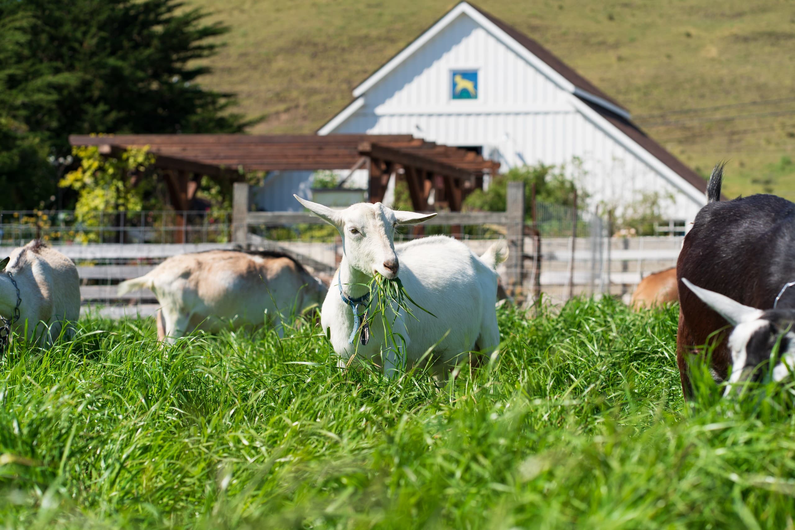 Farm Family Fun: One-Hour Goat Visit for Kids in Pescadero photo 2