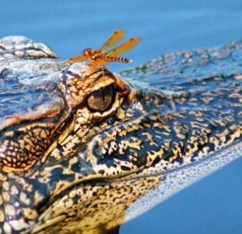 Louisiana Swamp Tour with Legendary Tours in New Orleans