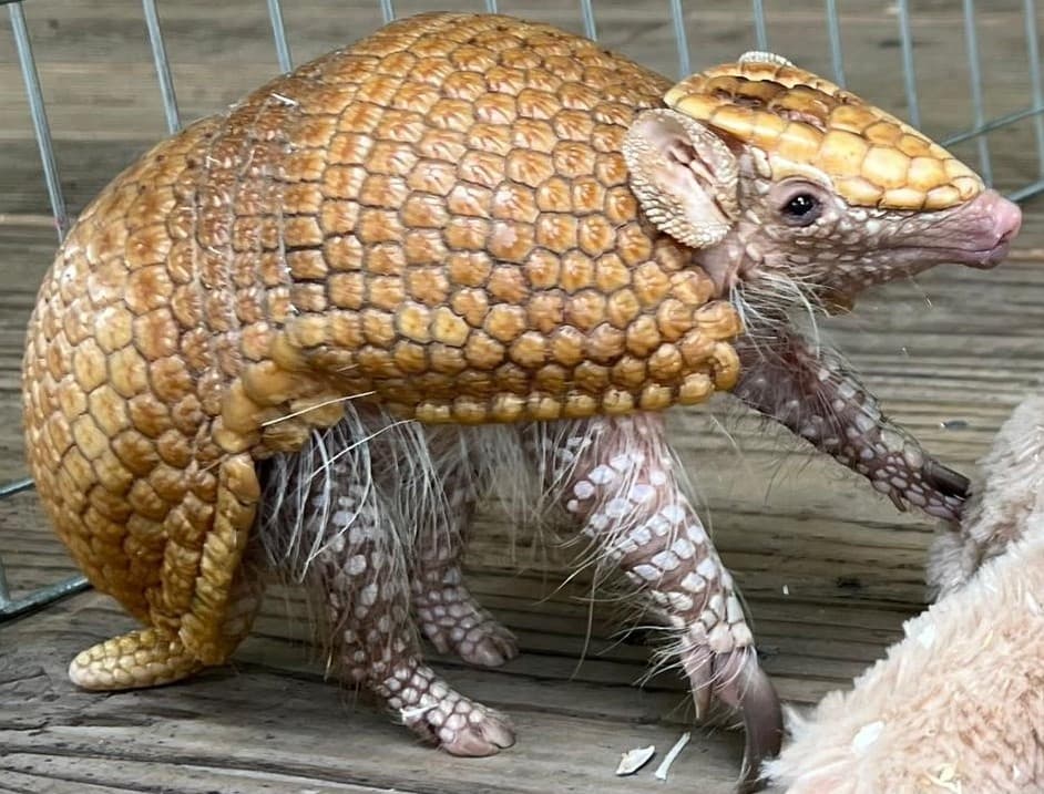 Armadillo Meet and Greet at Downtown Aquarium Houston