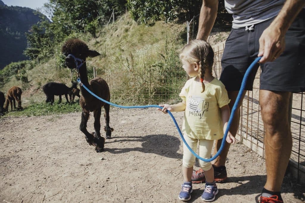 Alpaca Experience at Allevamento Silpaca, Trento