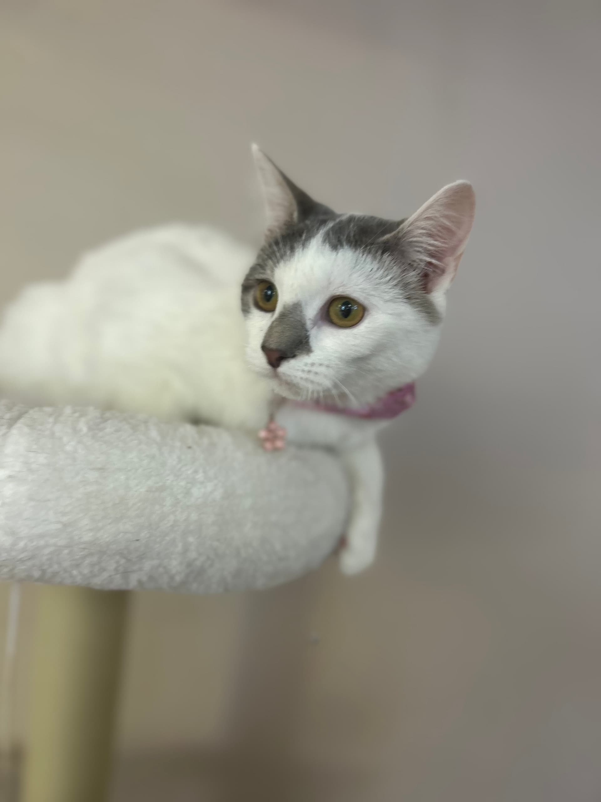 Purr Cat Café — Adoptable Cats, Coffee & Free Wi‑Fi in Bridesburg, Philadelphia photo 3