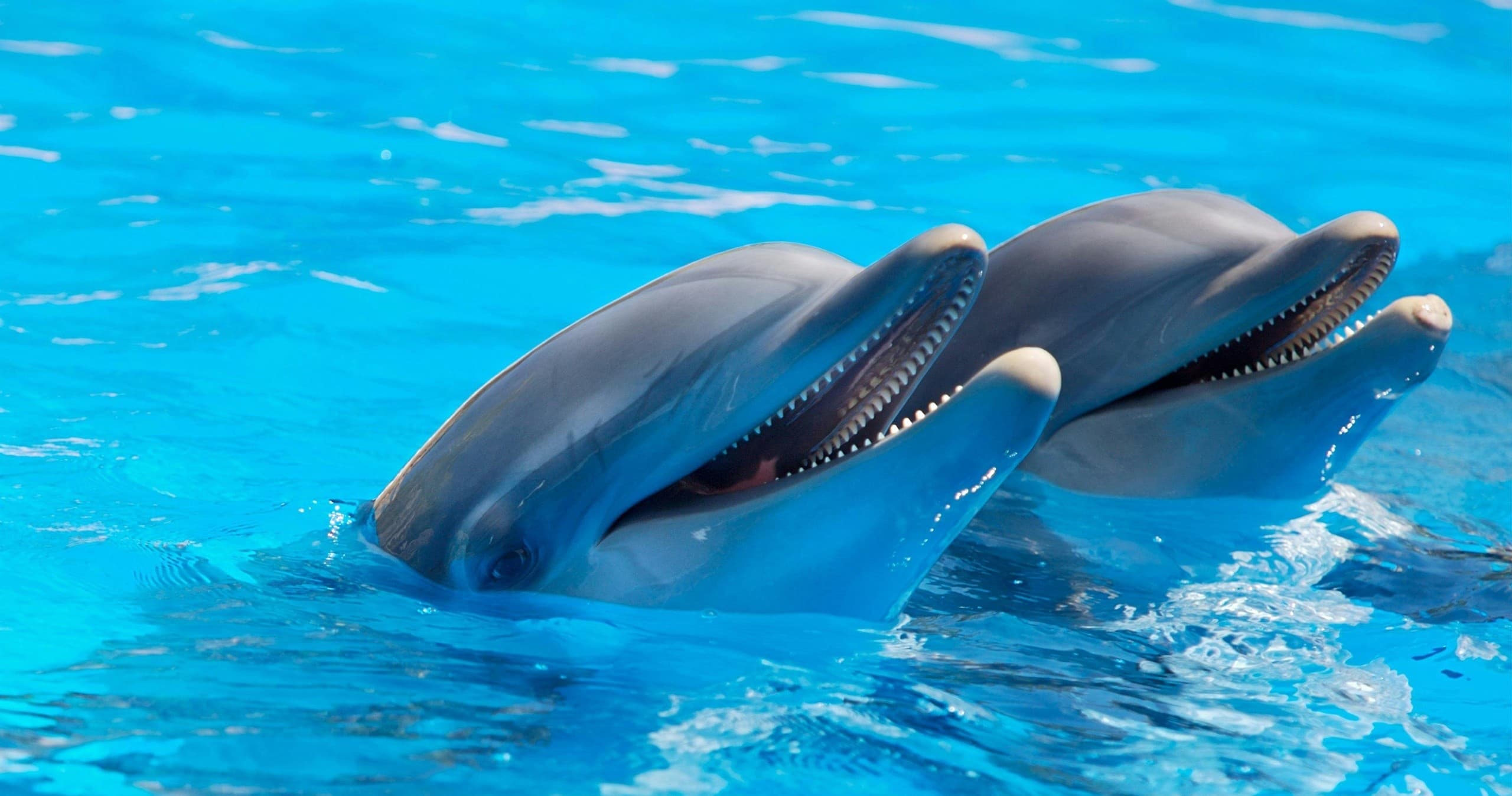 Sarasota Dolphin Cruise with Barefoot Tiki — Bays, Dolphins & Manatees