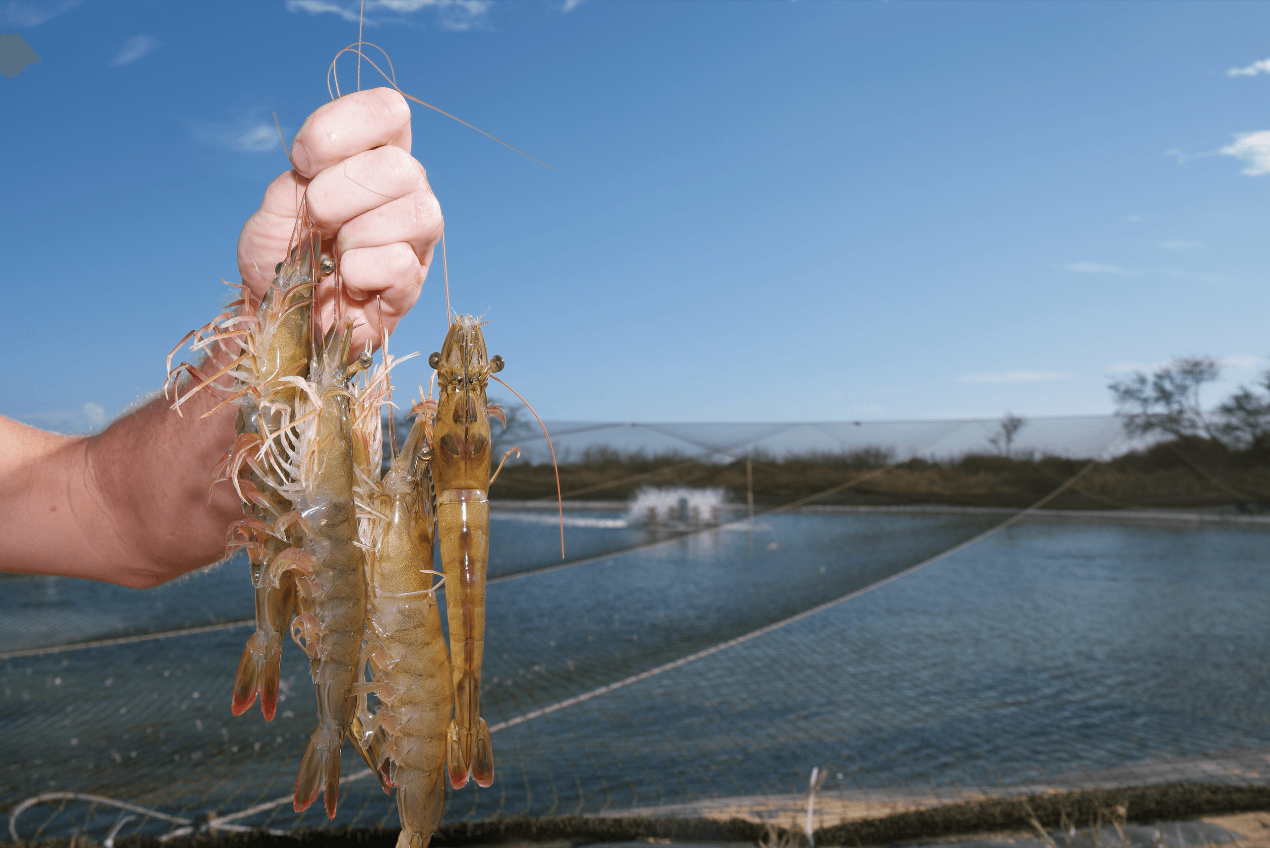 Kauai Shrimp fleet