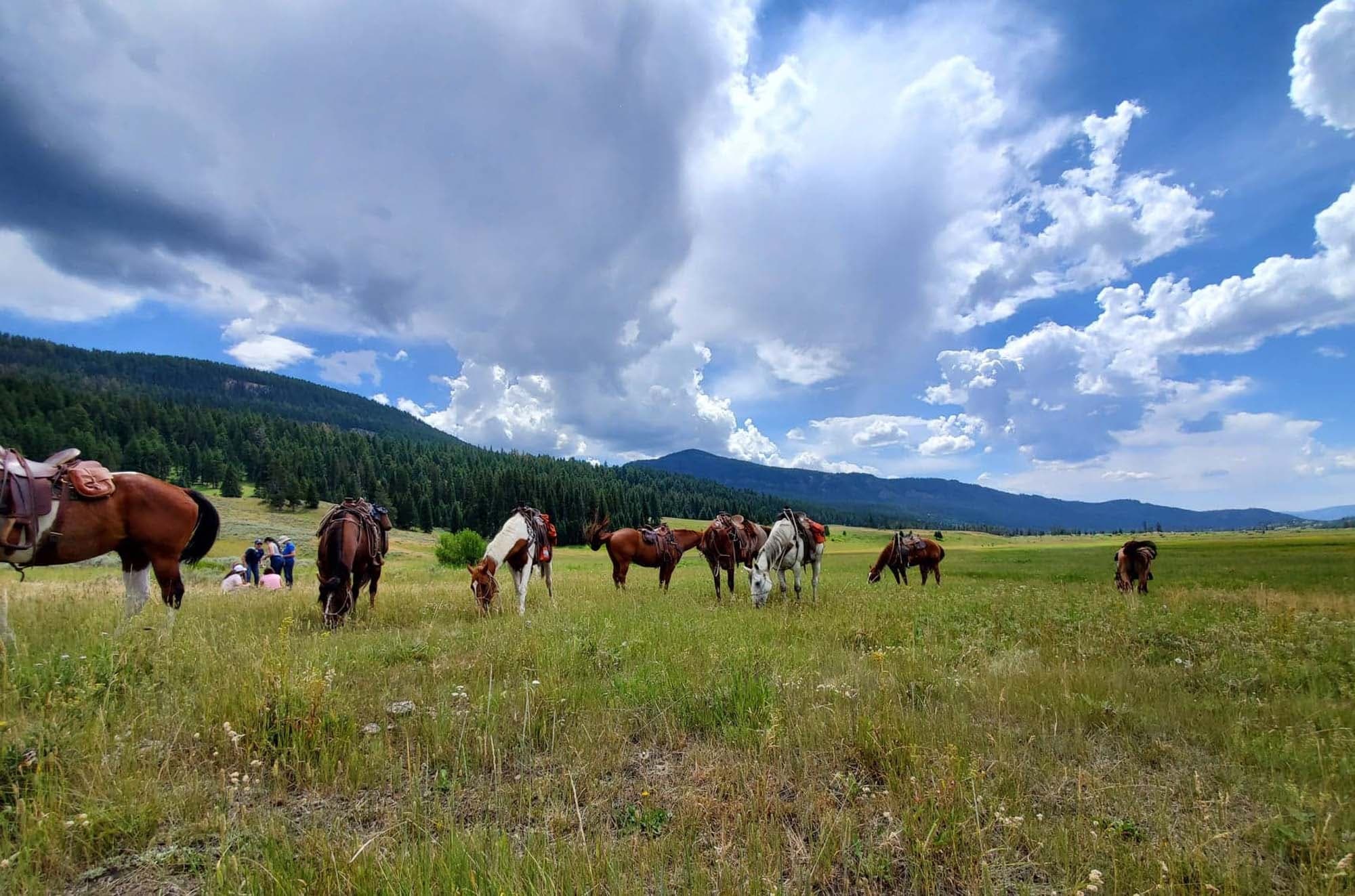 Land Adventures with Horsetrack Outfitters: Half-Day Horseback Ride