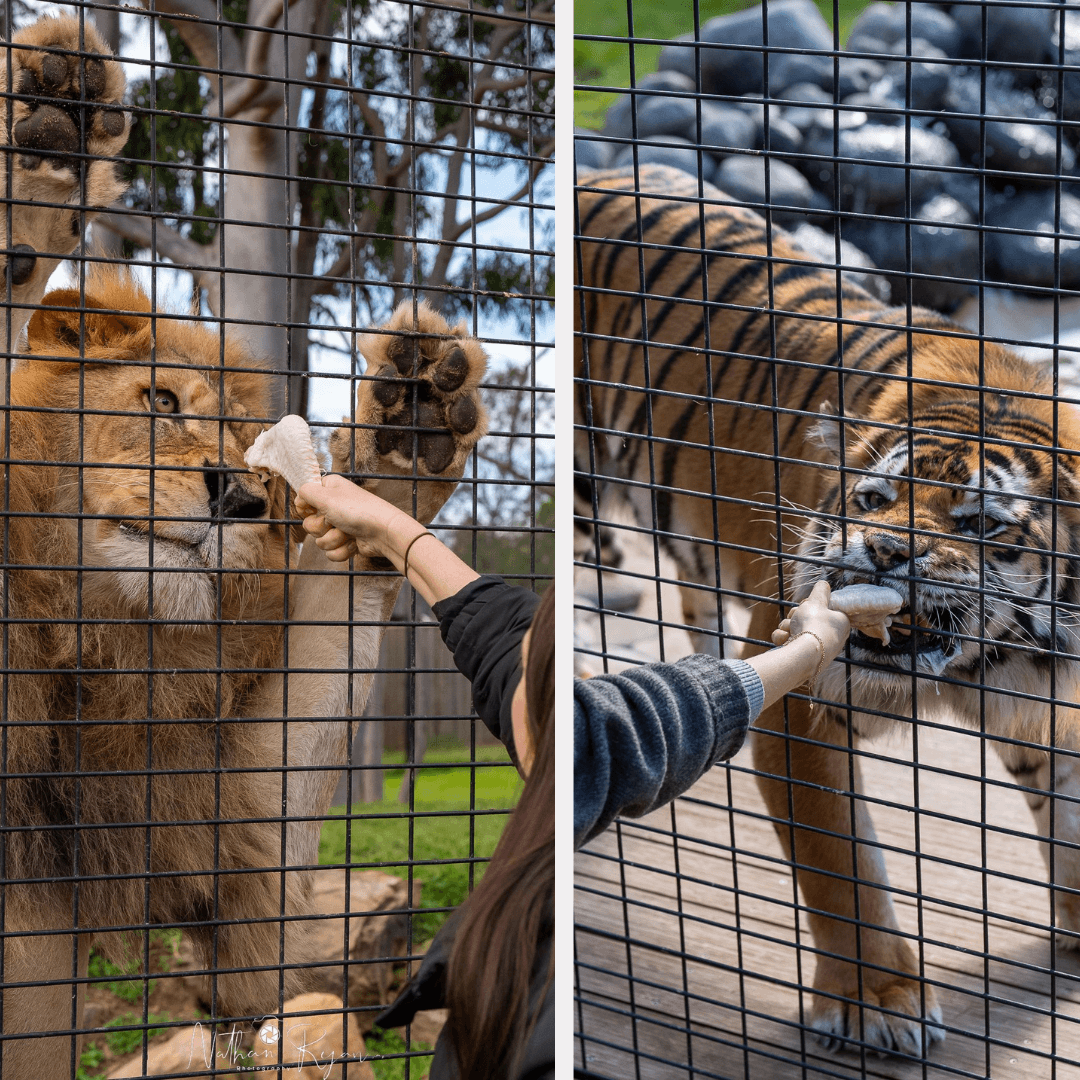 Wildlife & Safari Adventure at Zambi Wildlife Retreat