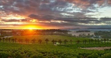 Sunset over vineyard rows in Barossa Valley showcasing dramatic sky