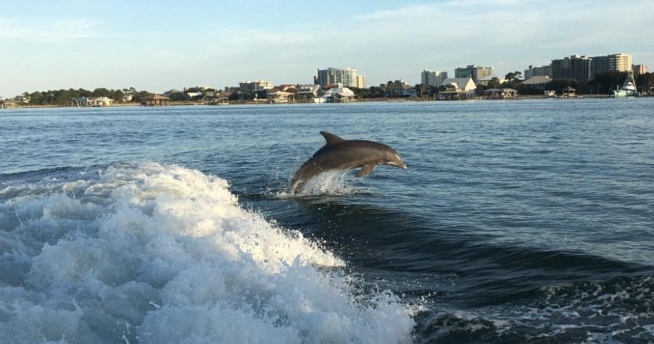 Wildlife & Water Adventures with Cruise Orange Beach