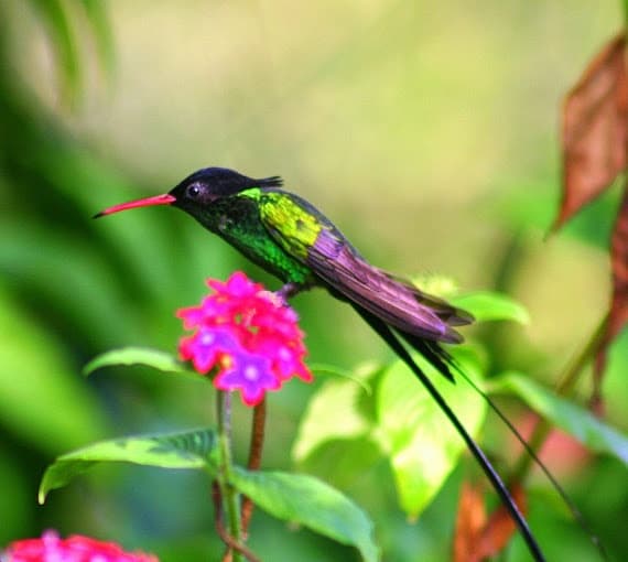 Birdwatching Adventures with Reggae Tours Jamaica