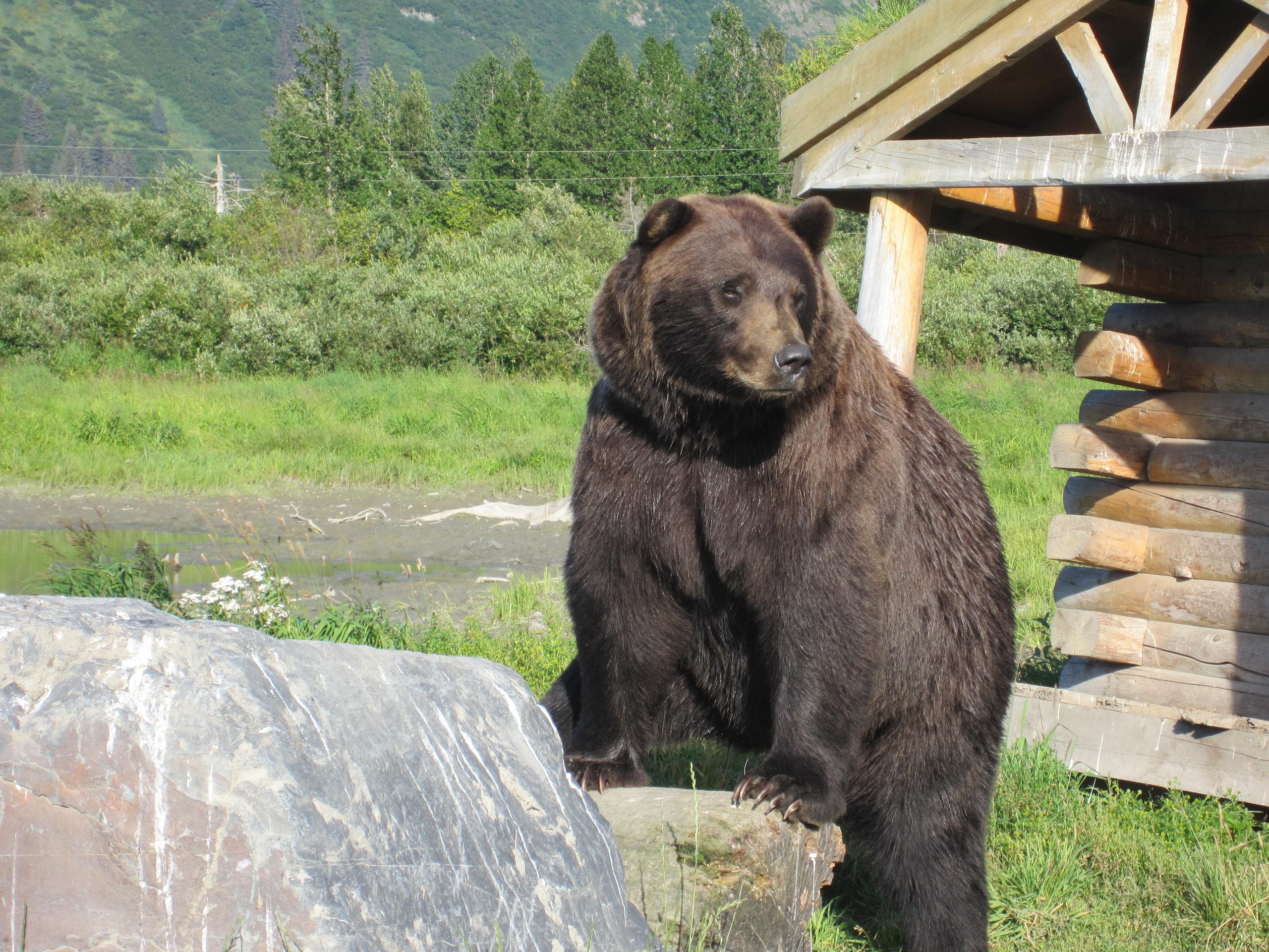Explore Alaska’s Wild Side: A Scenic Wildlife Express from Anchorage