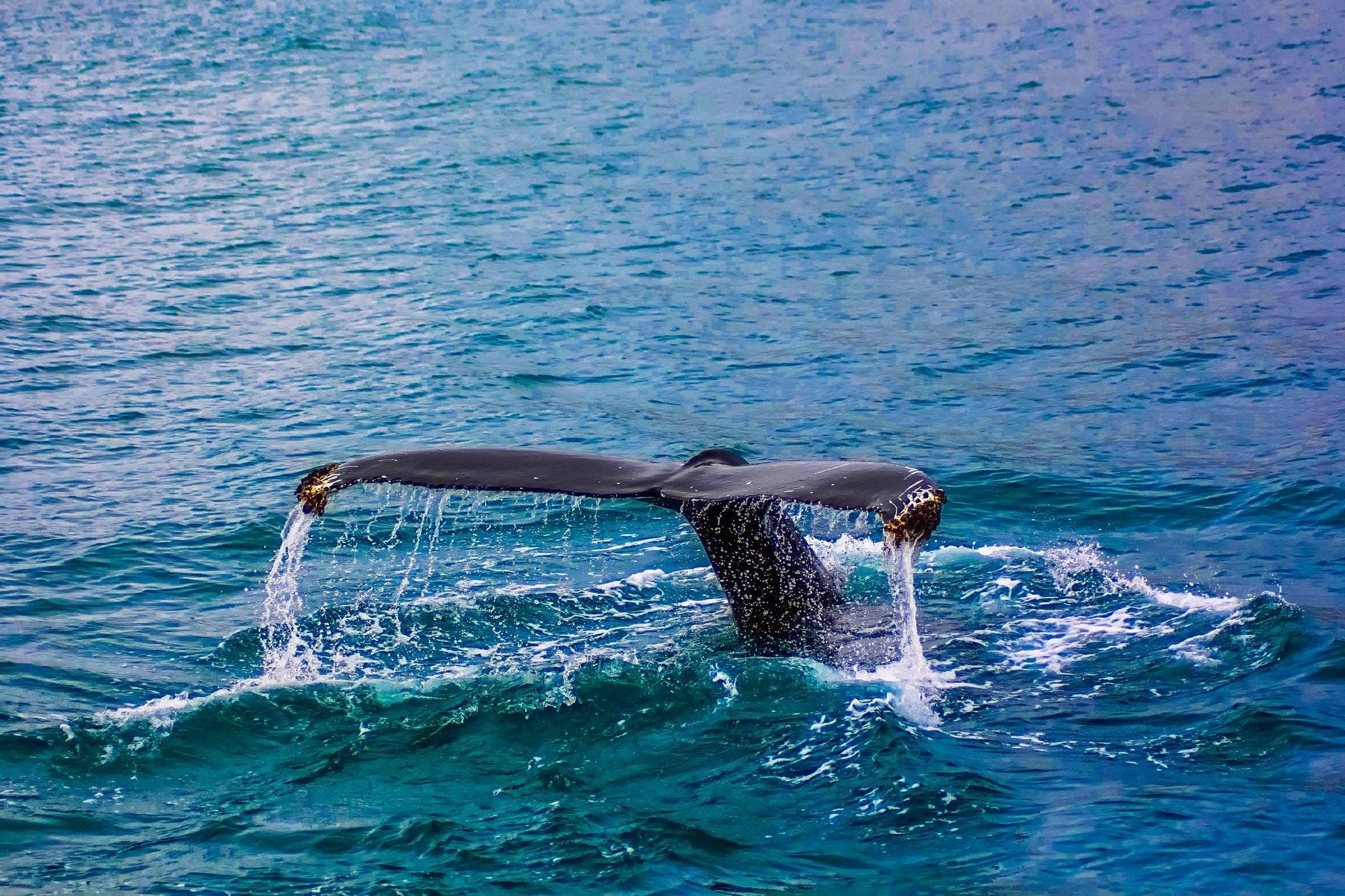 Sunset Whale Watch in Waimea, Hawaii
