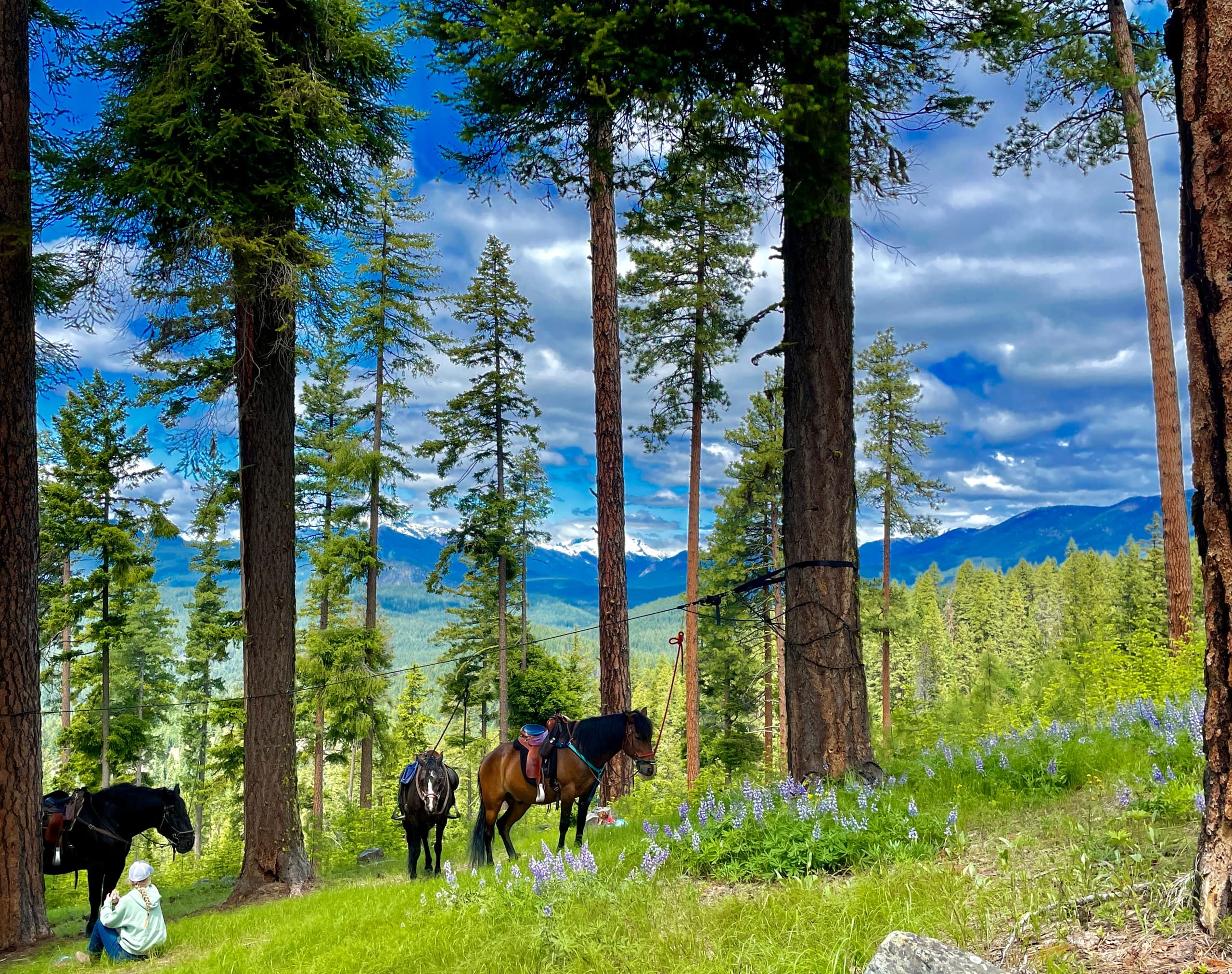 Trail horses under tall pines in alpine meadow for scenic rides
