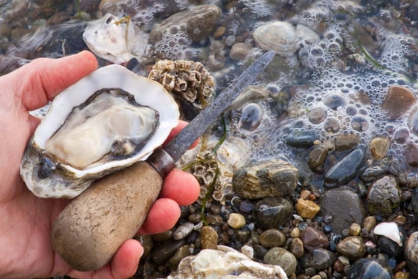 Oyster & Clam ShinDIG: Hands-On Shellfish Harvesting Near Redmond, WA