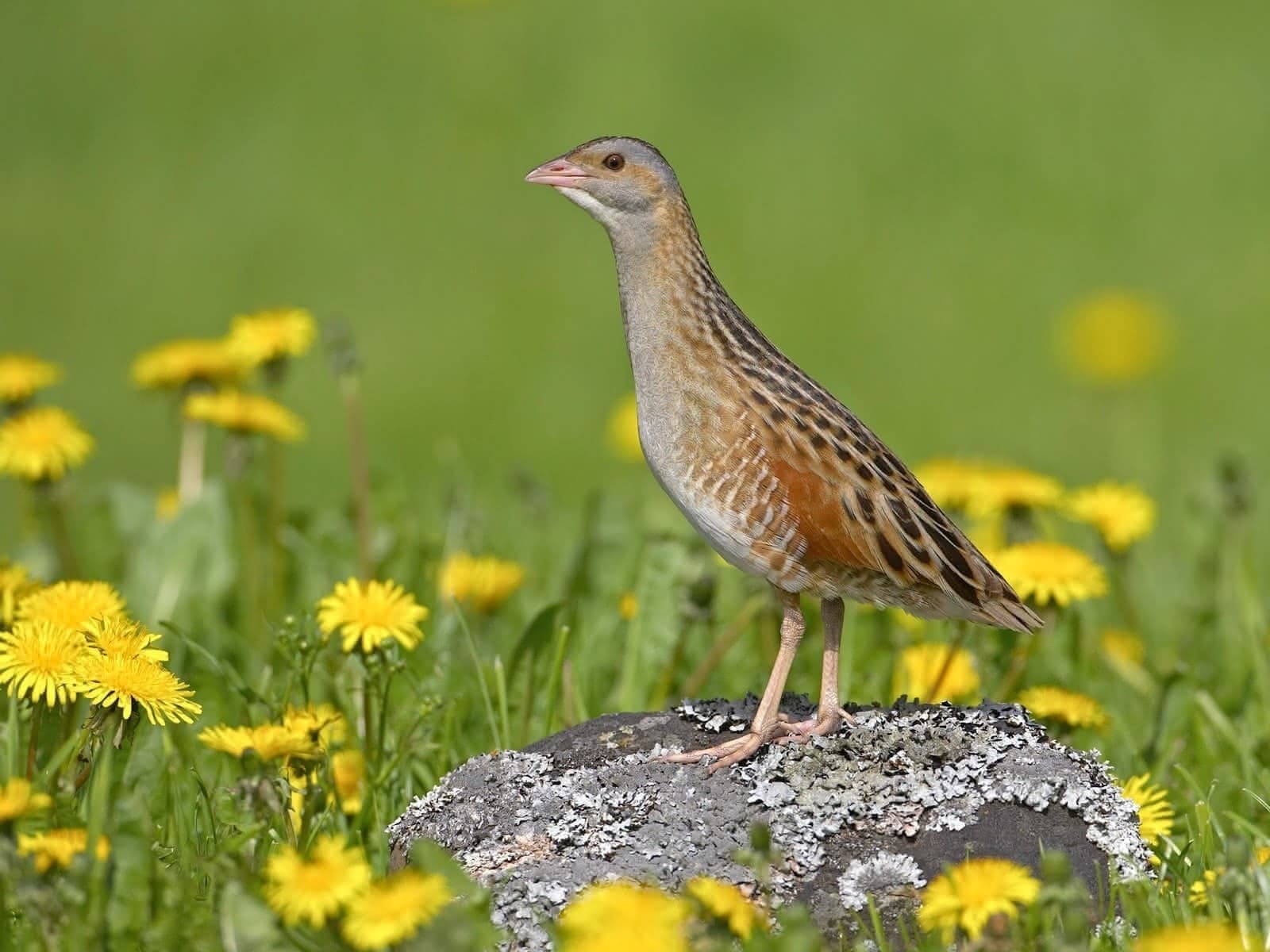 Late Spring Birding in the Outer Hebrides: Corncrake, Phalarope & Eagles