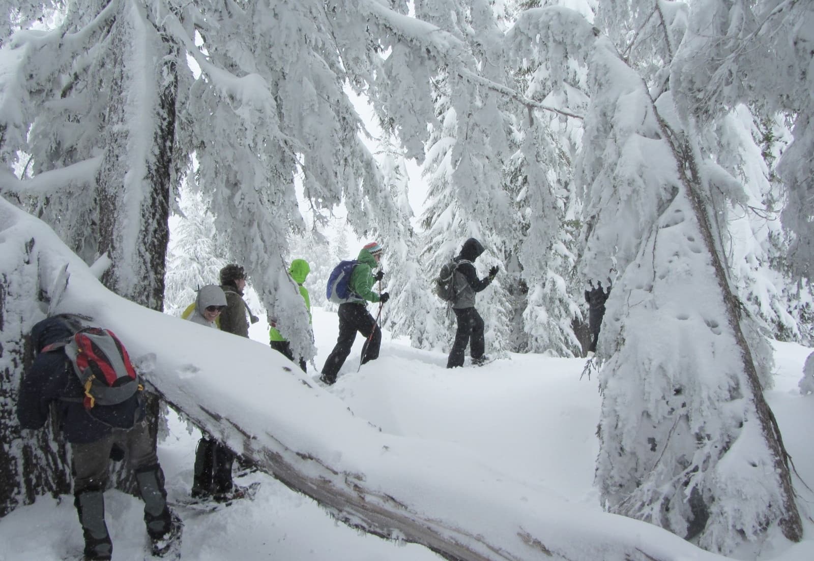 Seward Snowshoeing Adventure: Explore Alaska’s Winter Trails