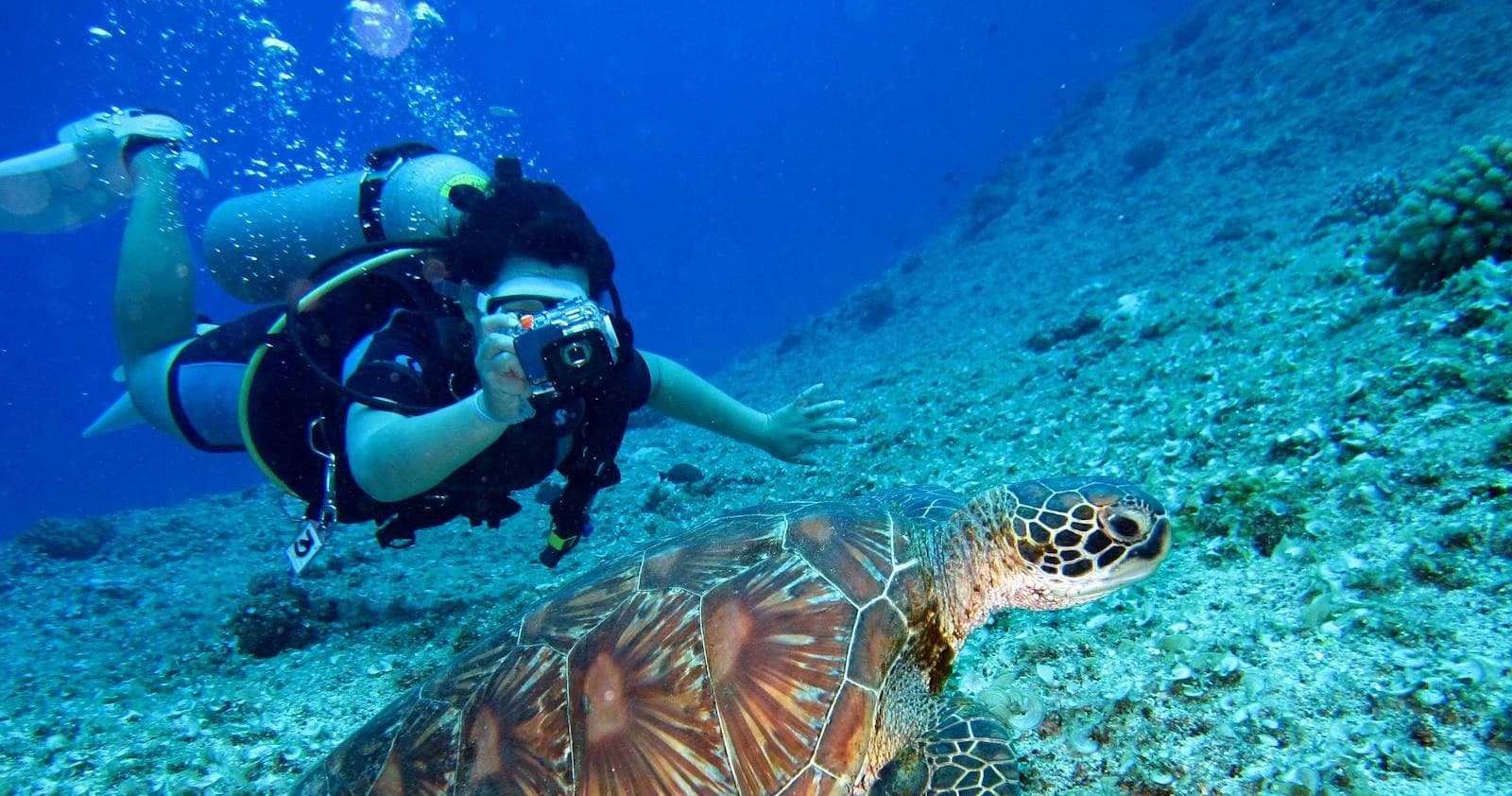Diver photographing sea turtle on tropical reef dive