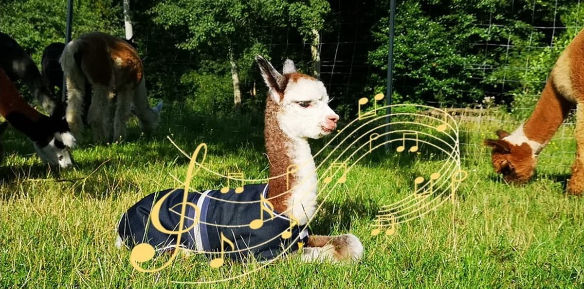 Alpaca Concert with Harp & Guitar at Teuto-Alpakas
